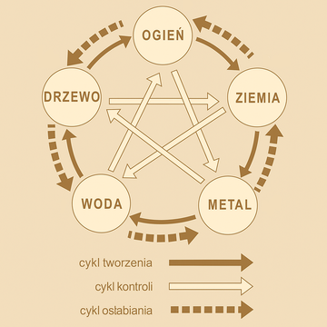 Schemat podziału organów według Yin i Yang w tradycyjnej medycynie chińskiej – harmonia organów i energii