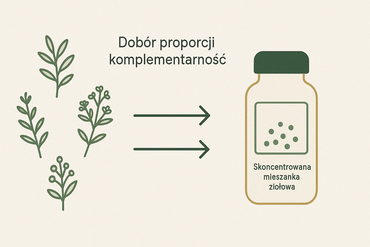 Ilustracja edukacyjna - sztuka łączenia ziół – komplementarne połączenie roślin dla synergicznego działania